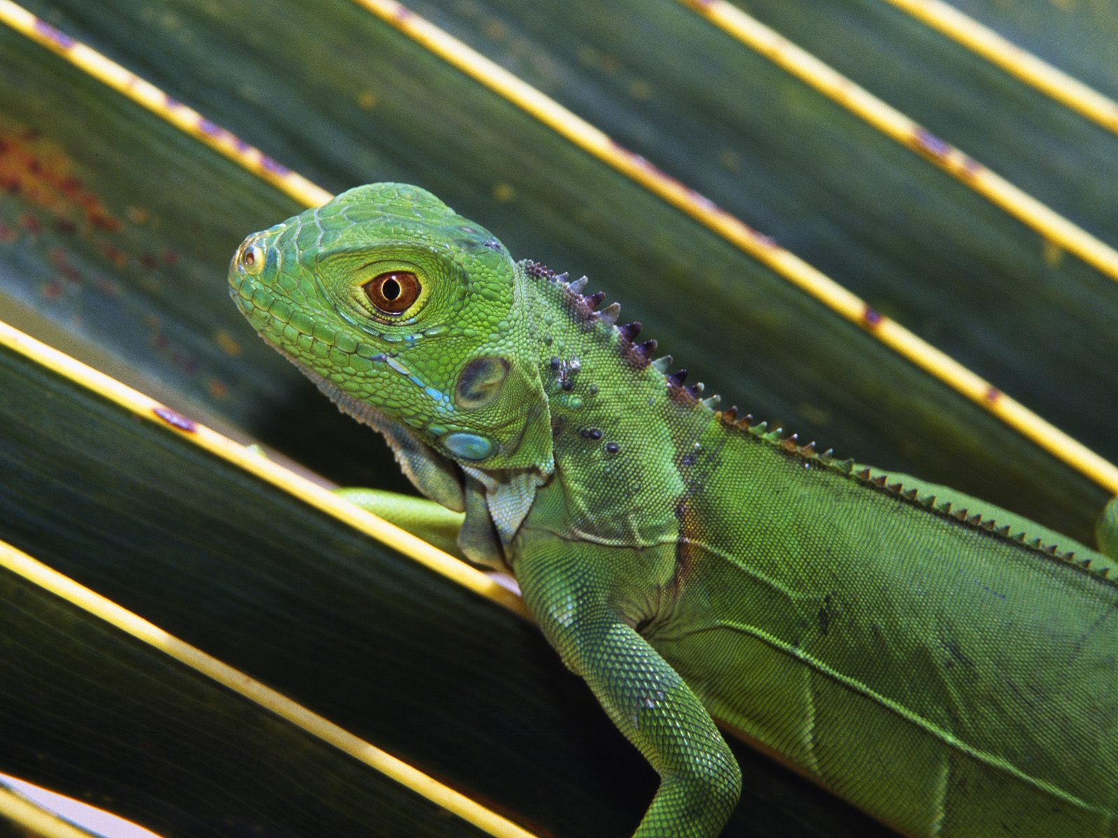 iguana laut