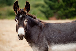 Fact About Mule