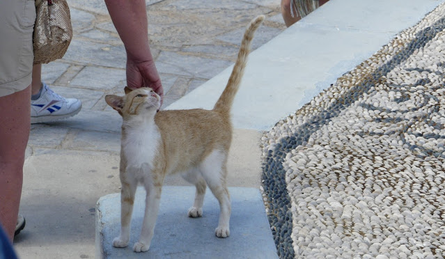 Rhodos - Katze in Lindos