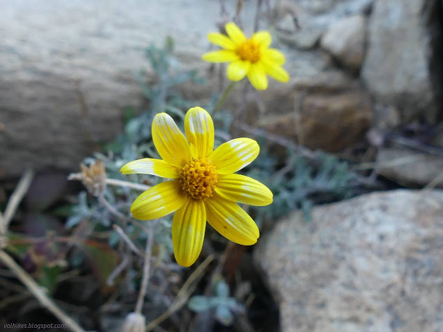 12: yellow flowers with white tips