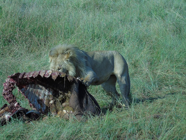 lion eating a kill masai mara kenya africa safari