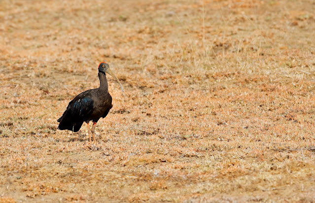 Travel Tirunelveli Nellai Thamirabarani Western Ghats Birds Nature