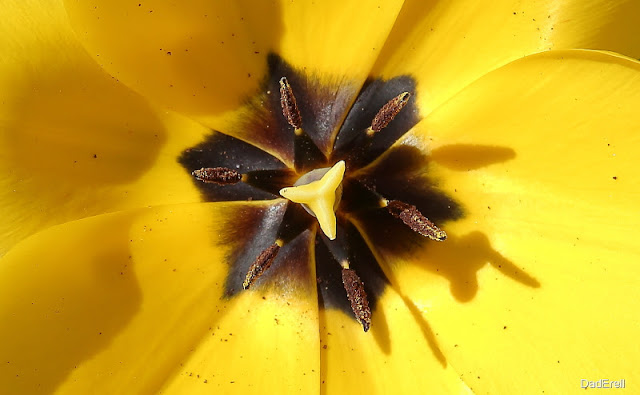 Tulipe jaune