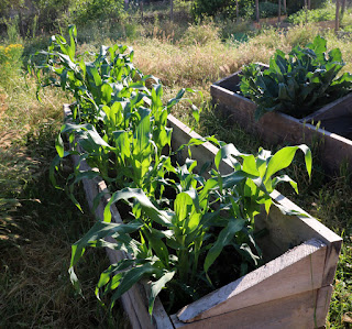 Loads of corn, and growing well