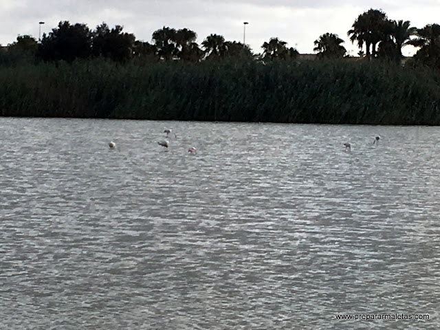 flamencos murcia