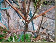 Grapes are late this year