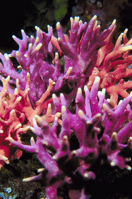 Vibrant Pink Coral Reef