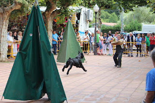 Los perros de la asociación GT Wurssy causan admiración en las fiestas de El Regato