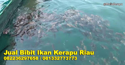 Jual Bibit Ikan Kerapu Riau