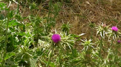 Milk Thistle