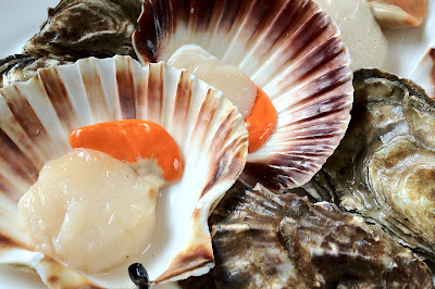 scallops and oysters