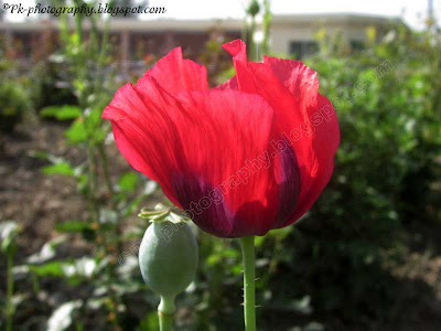 poppies flowers