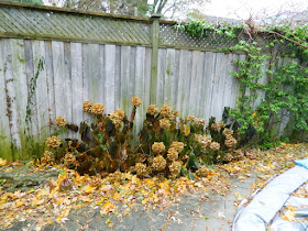 Bedford Park Toronto Garden Fall Cleanup before by Paul Jung Gardening Services