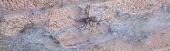Garden spider and funnel web