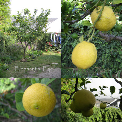 Lemon tree