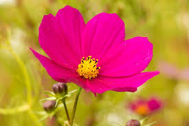 Good Morning with Pink Flowers