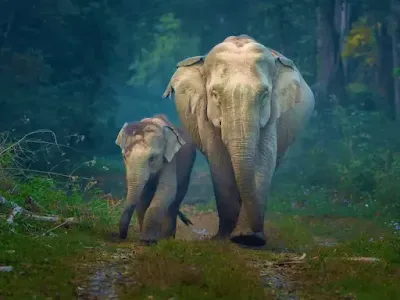 ವಿಶ್ವ ಆನೆ ದಿನ : ಆಗಸ್ಟ್ 12 : WORLD ELEPHANT DAY 2022