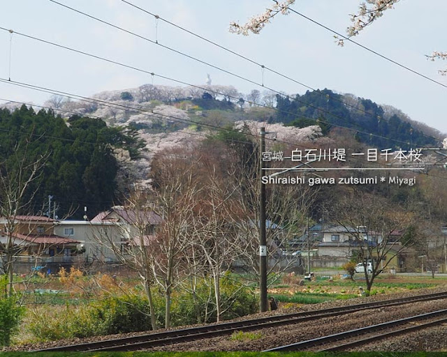 白石川堤 一目千本桜（宮城）