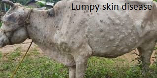 lumpy skin