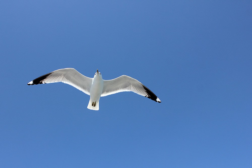 Fiskmås på blå himmel