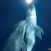 Foto: Golfinhos