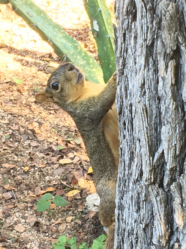 If I stay very, very still, maybe this person with a camera won't see me...