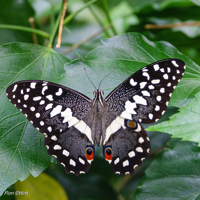 Christmas butterfly