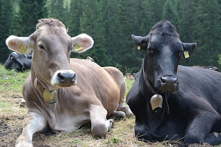 arti mimpi melihat sapi