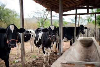 Rebanho bovino e produtividade de leite crescem no Ceará