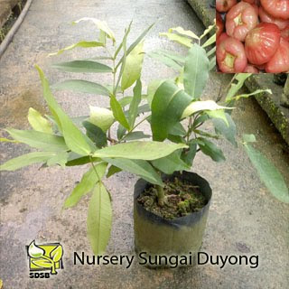 Nursery Sungai Duyong Jambu Air Gedung Tumbuhan Anda 