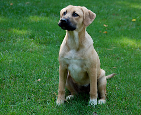 Fabricaciop Lab Great Dane Mix Puppies For Sale Photo