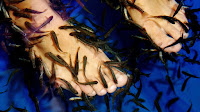 Doctor fish - Spa Fish