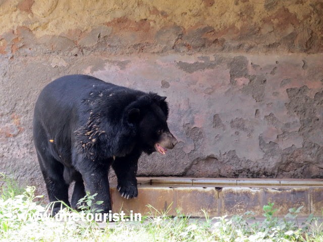 animals and birds at Delhi zoo