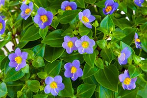 Violet colored Persian Violet flowers with yellow centers and green leaves