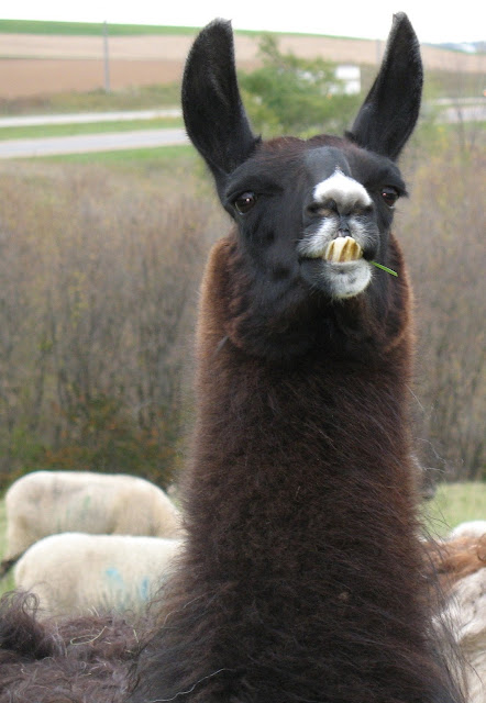  black llama photo 