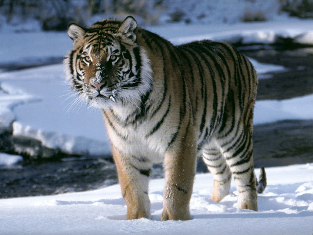 Tiger in Snow Zoo 2