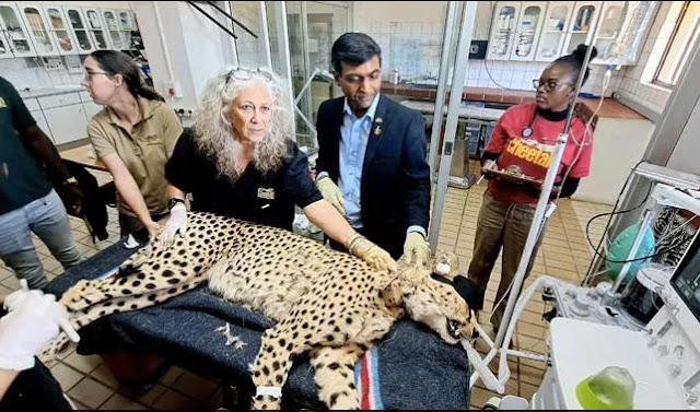 Cheetah health checkup in Namibia before airlifting to India