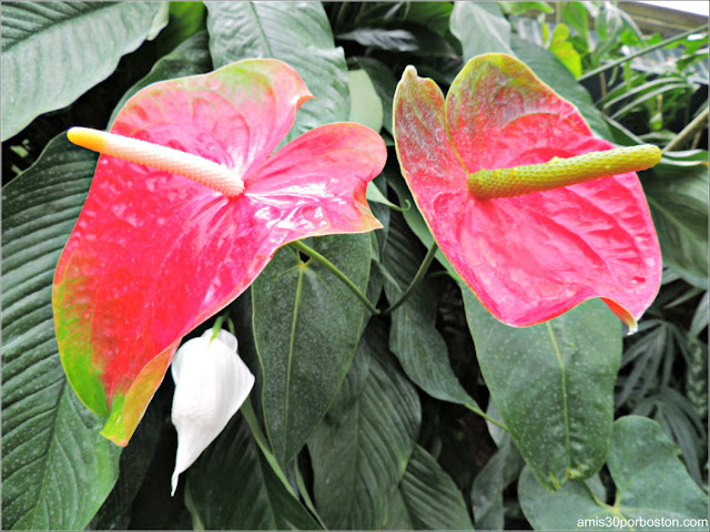 Anthurium en Jardín Botánico de Montreal