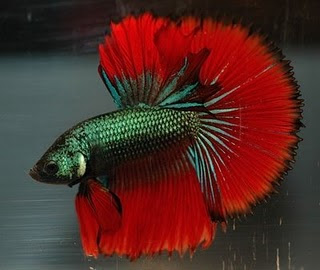 Betta-Fish-Fighter-Fish