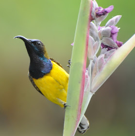 Olive-backed Sunbird (Nectarinea olivacea)