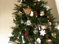 TUcker being naughty in the tree.  2009