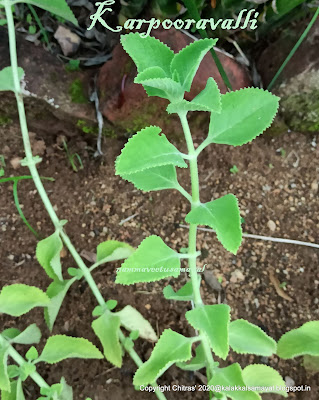 Tamil : Karpooravalli or Omavalli ; English : Indian Borage, Cuban Oregano, Soup Mint, French Thyme Mexican Mint