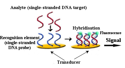 Biosensor for DNA detection