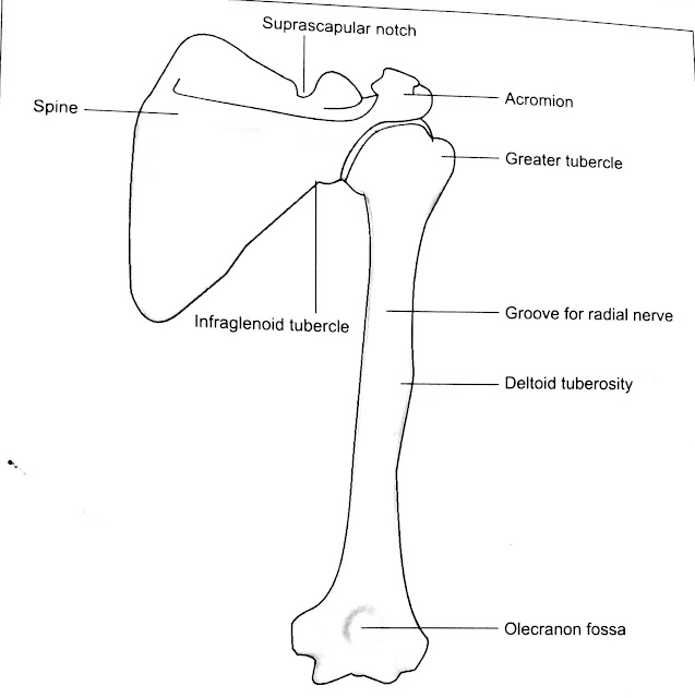 SCAPULA AND HUMERUS POSTERIER VIEW