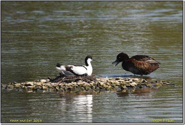 Slimbridge WWT - June