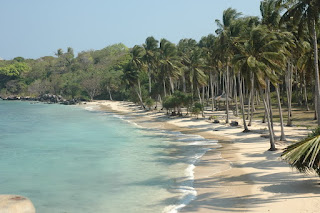 Pepohonan kelapa di pinggir pantai Karimunjawa