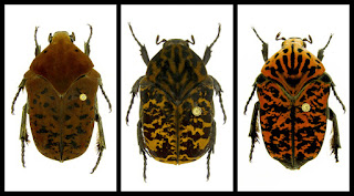 Closeup of three scarab beetles - Gymnetis drogoni, Gymnetis rhaegali and Gymnetis viserioni scarab beetles