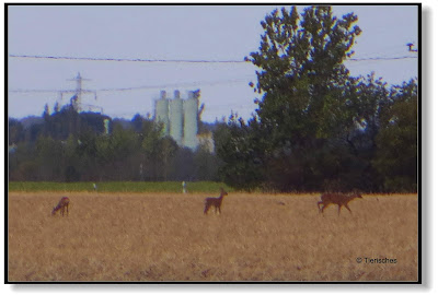 Rehe auf dem Feld