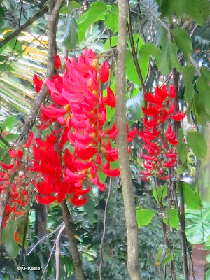 red jade vine