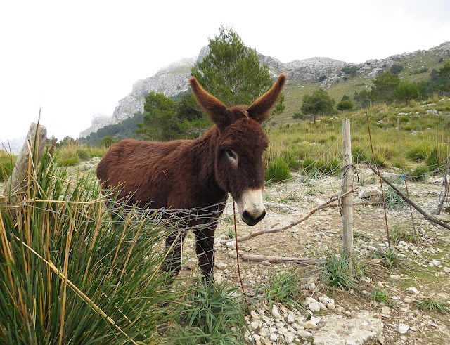 Embassament de Cúber - Mallorca